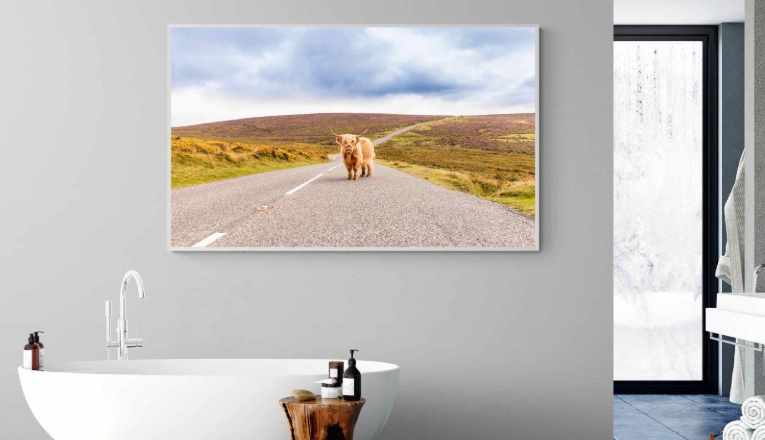 highland cow in bathtub canvas