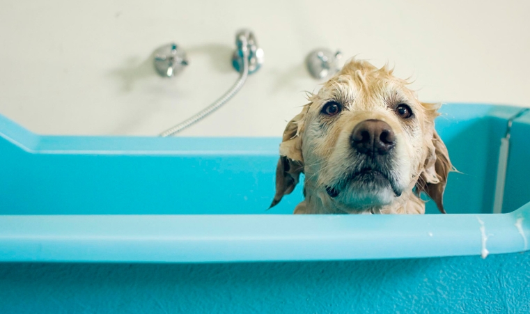 animal in tub wall art