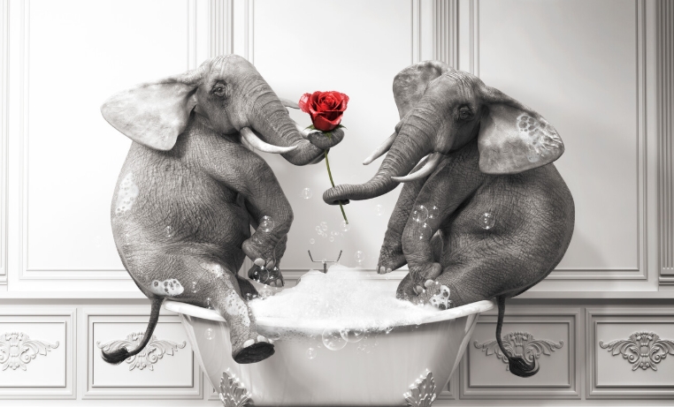 elephant in a tub wall art