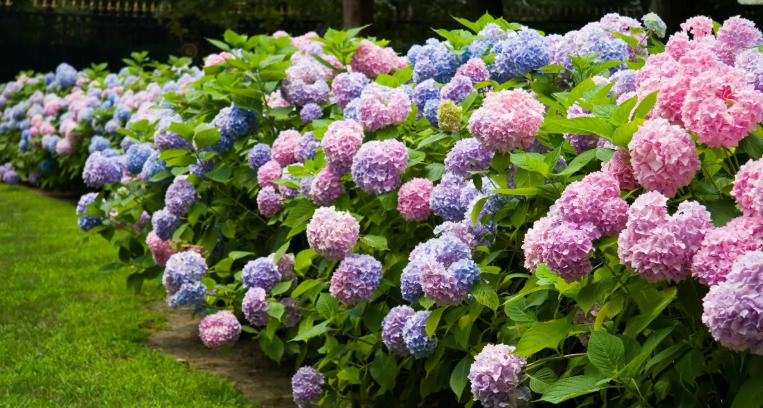 Front yard with colorful shrubs