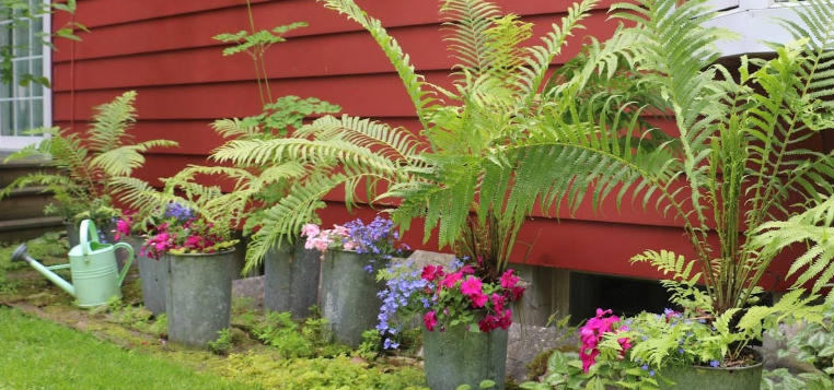 Front yard with creative plant arrangements