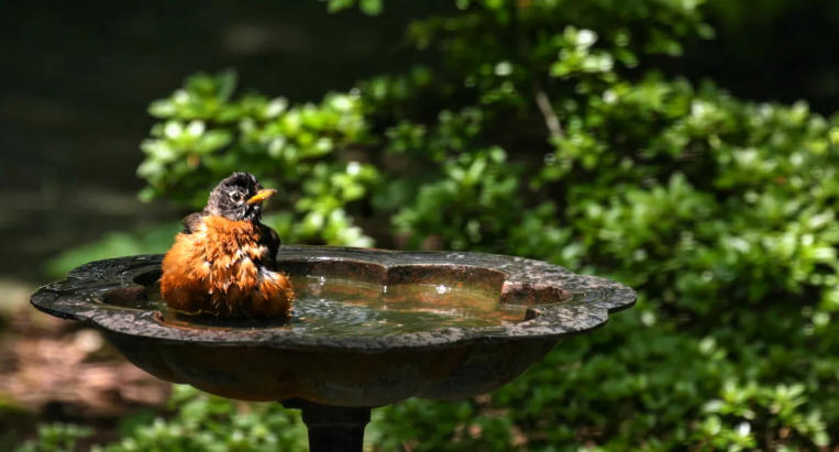 Front yard with bird feeders and baths