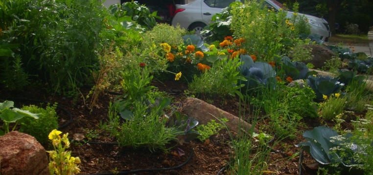 Front yard with edible landscaping