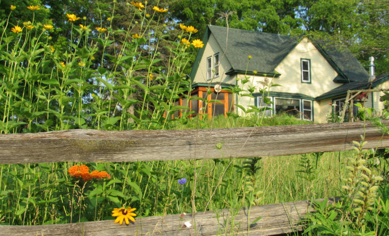 Front yard with wildflower meadows