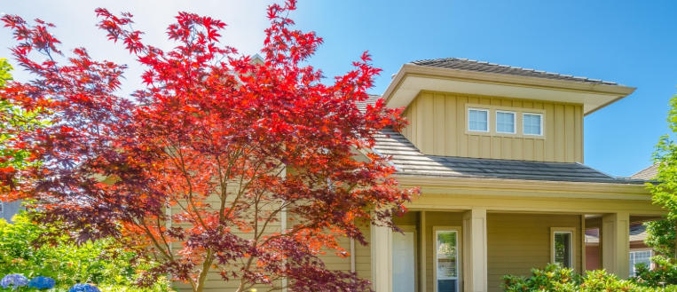 Front yard with ornamental trees