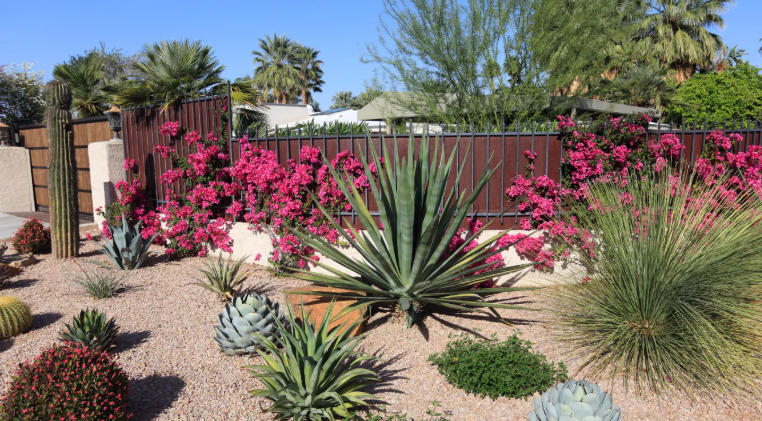 Front yard with succulents and cacti