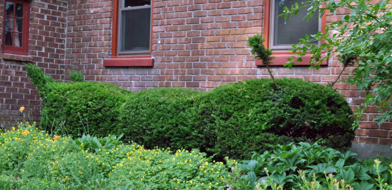 Front yard with topiary designs
