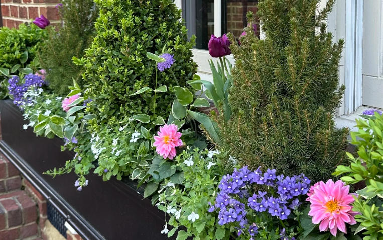 Front yard with unique plant containers