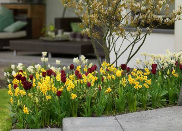 Spring Garden Ideas with Tulips and Daffodils