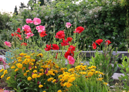 Spring Garden Ideas with Butterfly Garden Plants