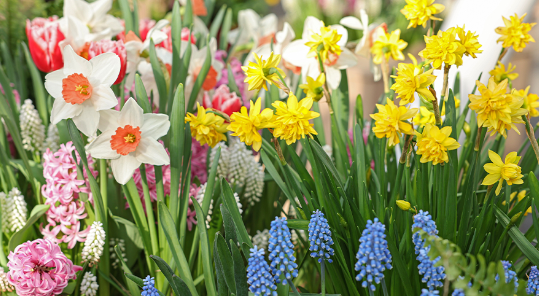 Spring Garden Ideas with Spring Blooming Flower Beds