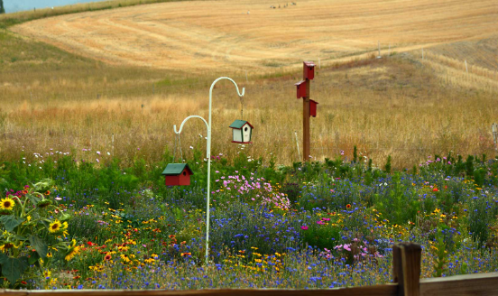 Spring Garden Ideas with Bird Friendly Garden Designs