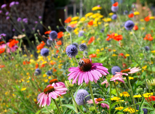 Spring Garden Ideas for Natural and Wildflower Gardens